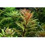 Tropica 1•2•Grow! Proserpinaca palustris "Cuba" in Vitro Cup