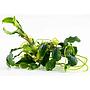 Tropica Bucephalandra pygmaea 'Bukit Kalem'