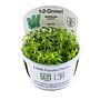 Tropica 1•2•Grow! Hottonia palustris galleggiante in Vitro Cup