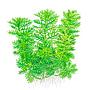 Tropica 1•2•Grow! Hottonia palustris galleggiante in Vitro Cup