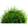 Tropica 1•2•Grow! Eleocharis acicularis in Vitro Cup