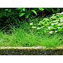 Tropica 1•2•Grow! Eleocharis acicularis in Vitro Cup