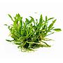 Tropica 1•2•Grow! Cryptocoryne parva in Vitro Cup