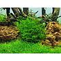 Tropica 1•2•Grow! Leptodictyum riparium in Vitro Cup