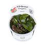 Tropica 1•2•Grow! Echinodorus "Reni" in Vitro Cup