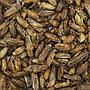 Nutrinsect Big Tarta Cricket Grilli essiccati 50gr