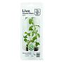 Tropica Single Package Limnophila sessiliflora
