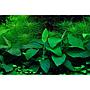 Tropica 1•2•Grow! Anubias var. nana