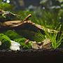 Seachem Aquavitro Aquasolum Substrato Fondo Fertile Black 2kg