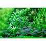 Tropica Lobelia Cardinalis in vasetto