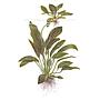 Tropica Echinodorus ’Ozelot’ green in vasetto