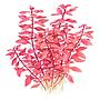 Tropica Ludwigia palustris "Super red" in vasetto