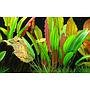 Tropica Echinodorus Red Diamond in vasetto