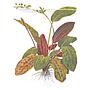 Tropica Echinodorus ’Ozelot’  in vasetto