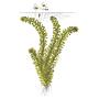 Tropica Egeria Densa in mazzetto