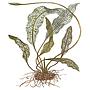 Tropica Aponogeton Madagascariensis a bulbo