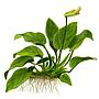 Tropica Anubias Barteri Nana in vasetto