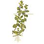 Tropica Bacopa Caroliniana in vasetto