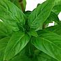 Tropica Single Package Staurogyne repens in vasetto