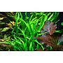 Tropica Single Package Microsorium Pteropus narrow vasetto