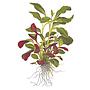 Tropica Single Package Lobelia Cardinalis vasetto