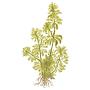Tropica Single Package Limnophila Sessiliflora vasetto