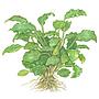 Tropica 1•2•Grow! Schismatoglottis prietoi in Vitro Cup