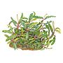 Tropica 1•2•Grow! Bucephalandra sp. 'Needle Leaf' in Vitro Cup