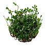 Tropica 1•2•Grow! Marsilea Minuta in Vitro Cup
