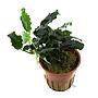 Tropica Anubias barteri var. nana ’Kirin’