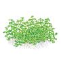Tropica Pianta Micranthemum tweediei 'Monte Carlo' in vasetto