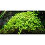 Tropica Pianta Micranthemum tweediei 'Monte Carlo' in vasetto