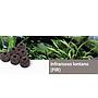 Maxspect Nano Tech Bio Spheres FIR per acqua dolce 1KG 40pz