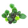 Tropica Pianta Anubias ’Coin Leaf’ green in vasetto
