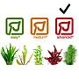 Tropica 1•2•Grow! Pianta Hemianthus micranthemoides in Vitro Cup