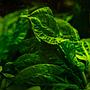 Tropica 1•2•Grow! Pianta Echinodorus grisebachii 'Tropica' in Vitro Cup