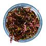 Tropica 1•2•Grow! Pianta Rotala rotundifolia 'Blood Red' in Vitro Cup