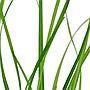 Tropica Pianta Cyperus helferi in vasetto