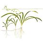 Tropica Pianta Sagittaria subulata in vasetto