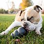 Kong Extreme Large Gioco per Cani 13-30Kg