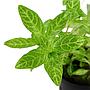 Tropica Pianta Hygrophila polysperma 'Rosanervig' vasetto