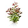 Tropica Pianta Hygrophila polysperma 'Rosanervig' vasetto