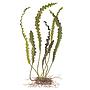 Tropica Pianta Aponogeton longiplumulosus bulbo