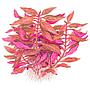 Tropica Pianta Alternanthera reineckii "Rosanervig"