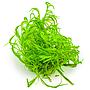 Tropica 1•2•Grow! Najas guadalupensis 'Guppy Grass' in Vitro Cup