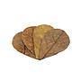 Seachem Catappa Leaves Foglie di Catappa Small 12pz