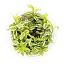 Tropica 1•2•Grow! Pianta Hygrophila polysperma 'White' in Vitro Cup
