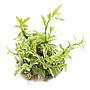 Tropica 1•2•Grow! Pianta Hygrophila polysperma 'White' in Vitro Cup