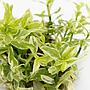 Tropica 1•2•Grow! Pianta Hygrophila polysperma 'White' in Vitro Cup