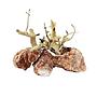 Zolux Kit Red Stone e Wood 500g